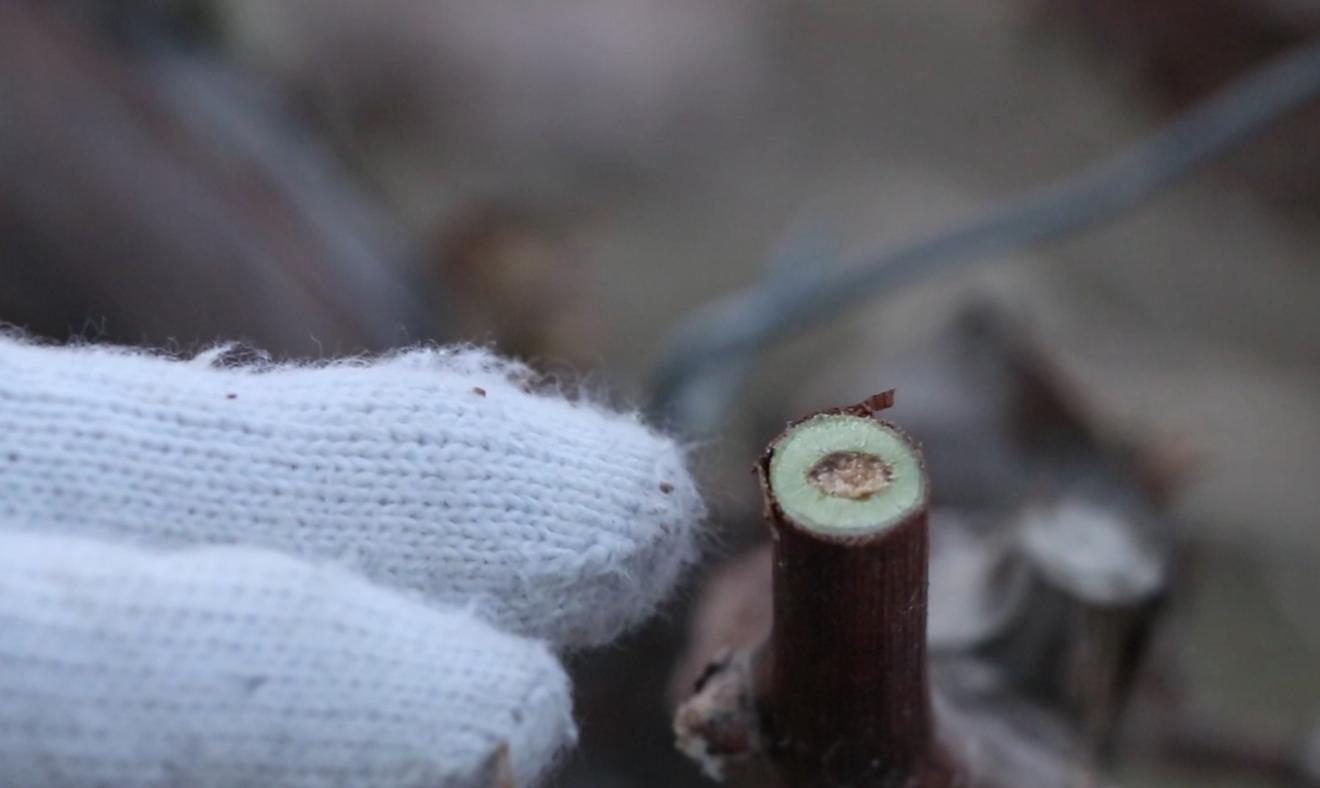 葡萄休眠期的修剪方法,葡萄冬季修剪的最佳时间