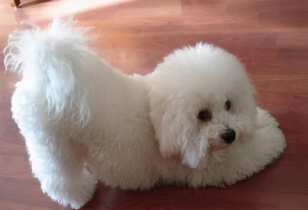 流浪的比熊犬在路边求救,比熊犬求救信号