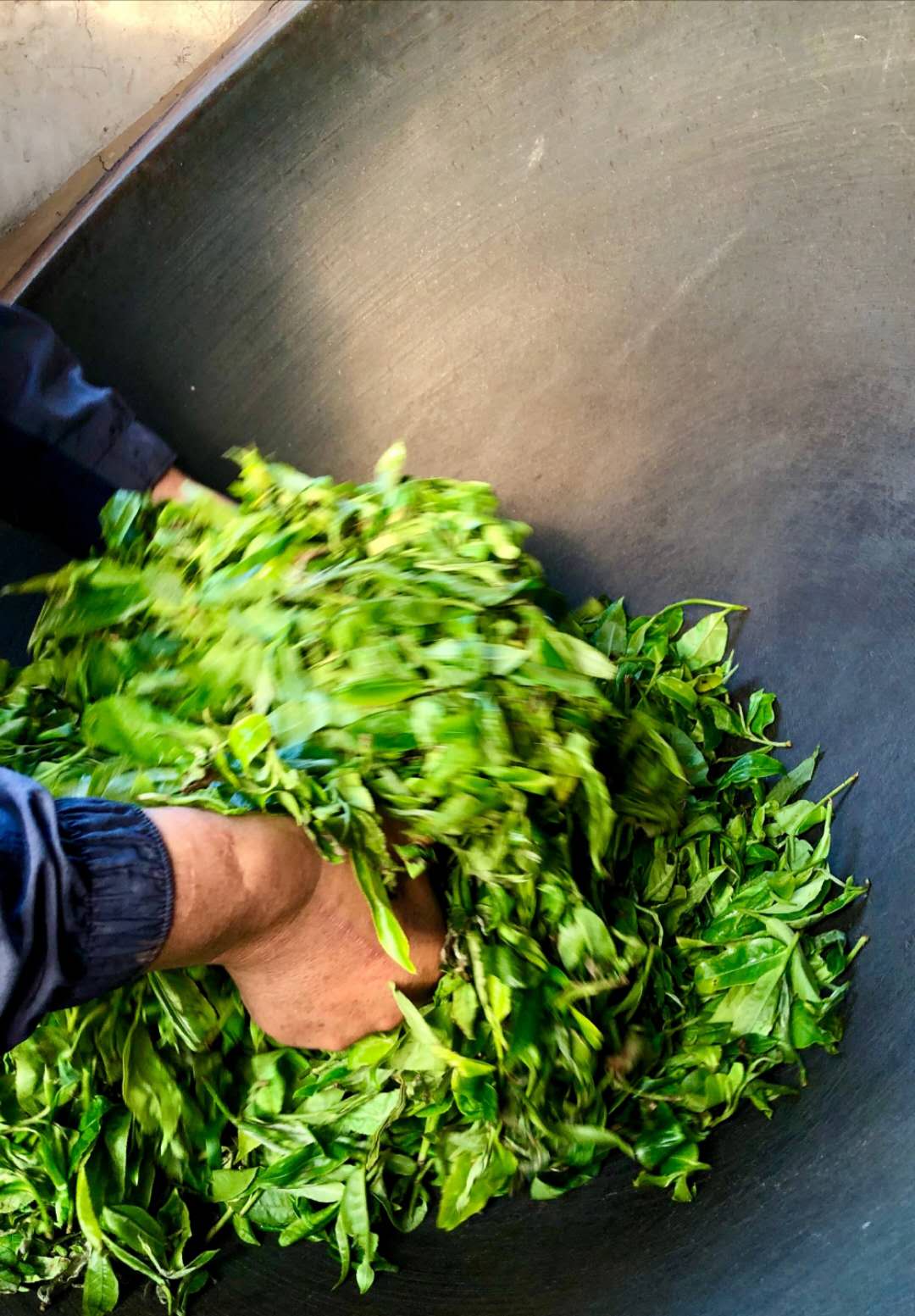 2019昔归头春古树茶价格,曼岗古树茶和昔归古树茶区别