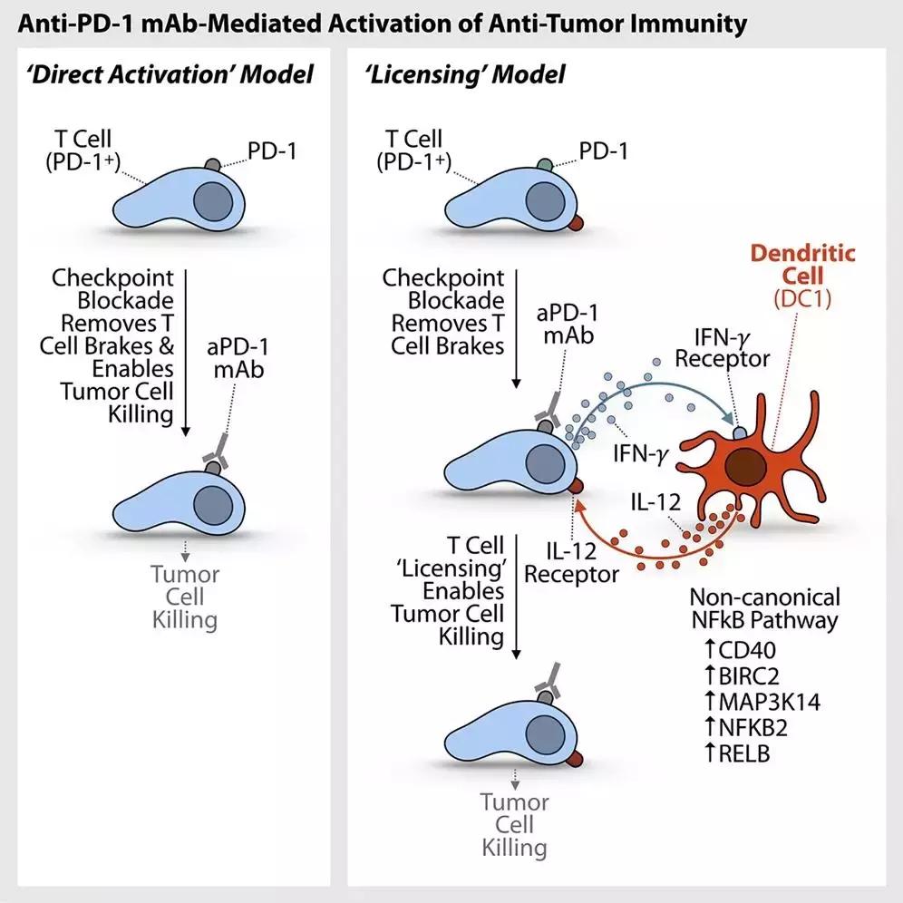pd-1机制图,pd-1免疫治疗大白话讲解