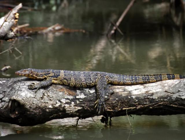 五爪金龙巨蜥现身云南,国宝级圆鼻巨蜥现身云南龙陵
