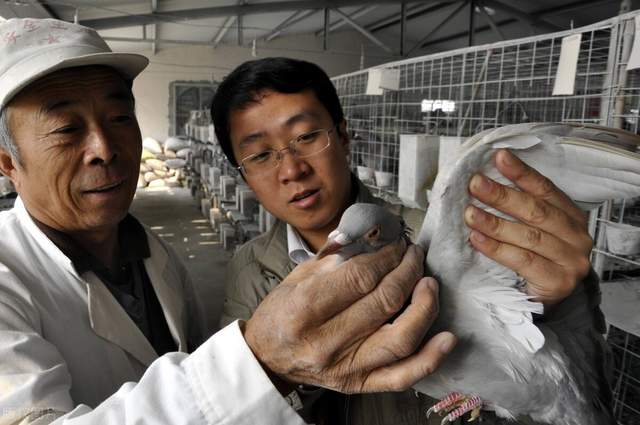 投资十万养牛羊哪个利润大,出售19头牛