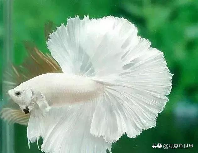 观赏鱼烂尾怎么治,观赏鱼烂尾可以看见肉了还有救吗