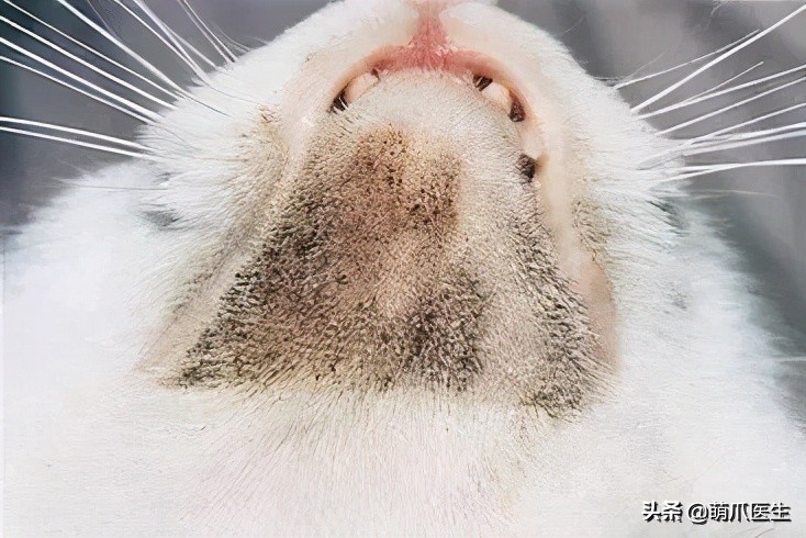 给猫挤黑头，结果挤出5颗“白色米粒”……