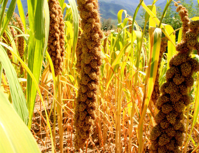 谷子的种植方法与技术,谷子种植掌握的技术有哪些