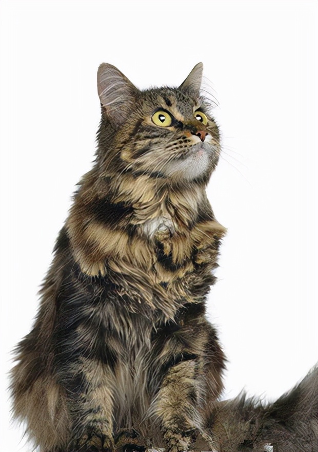 浅银虎斑缅因猫,缅因猫饲养方法