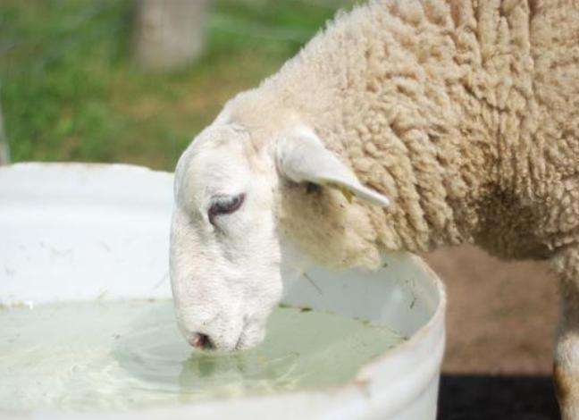 羊尿不下来尿怎么治疗,羊尿不出尿最快解决办法