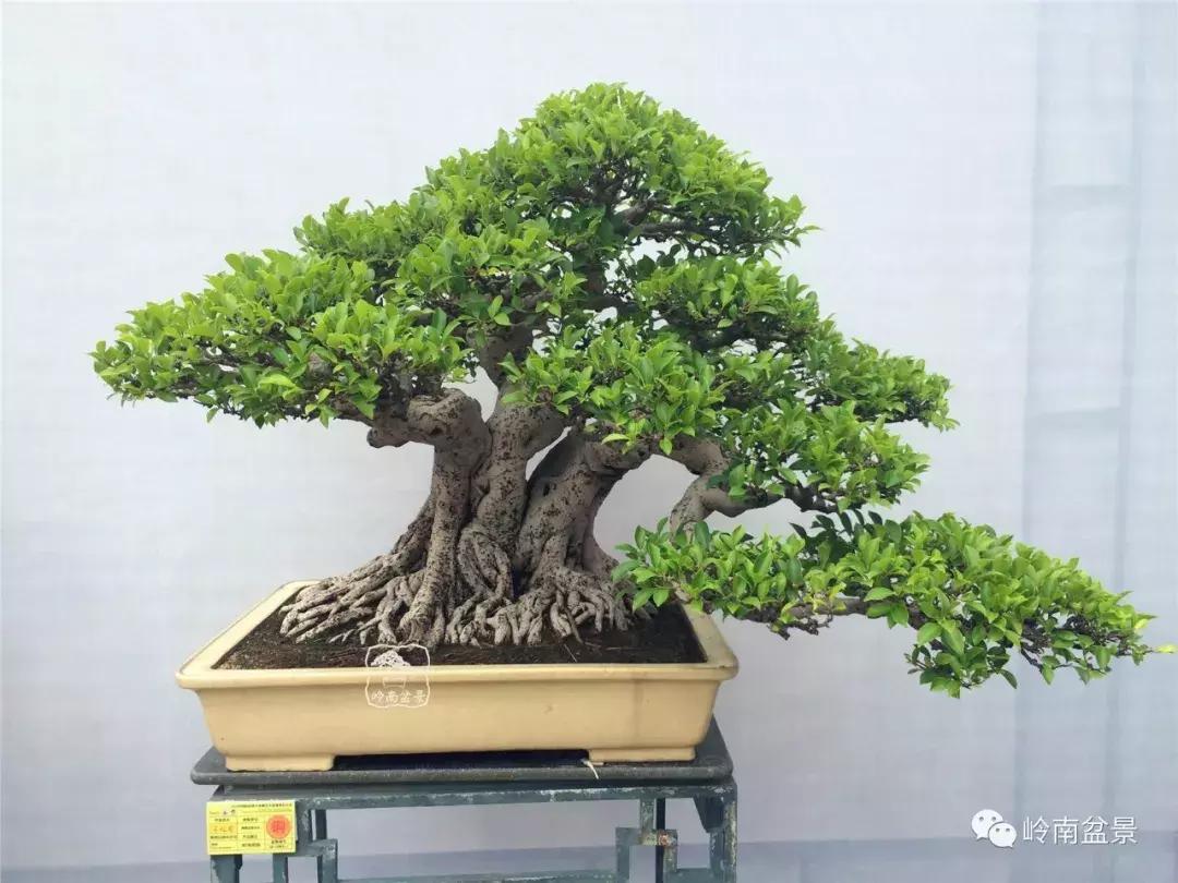 临水式金弹子盆景图片大全欣赏,看盆景展里赏心悦目的盆景