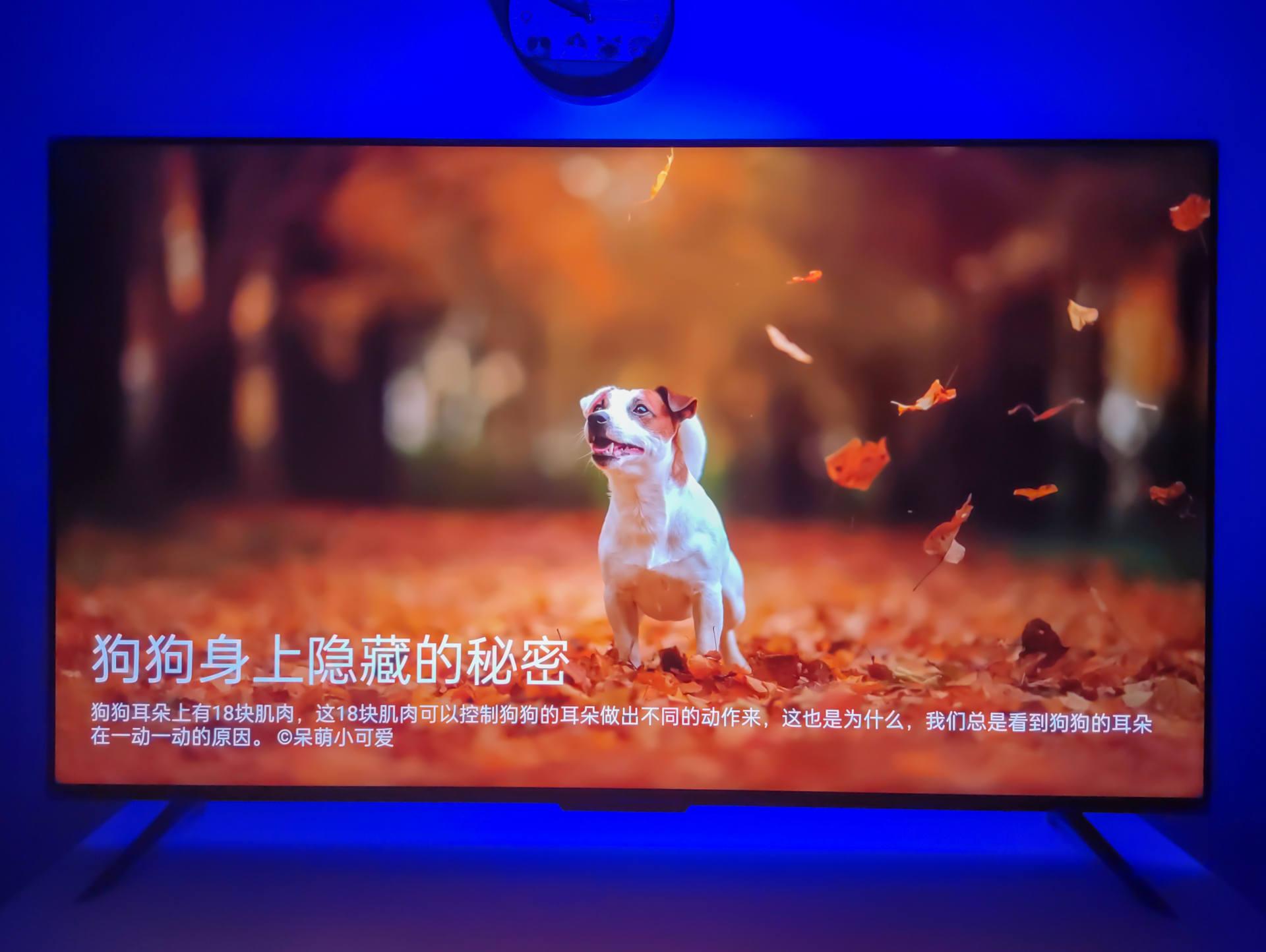 欧洲杯终于来了,智能电视观看欧洲杯