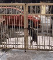 开心一刻gif下雨天,搞笑gif笑到肚子疼意外瞬间特辑