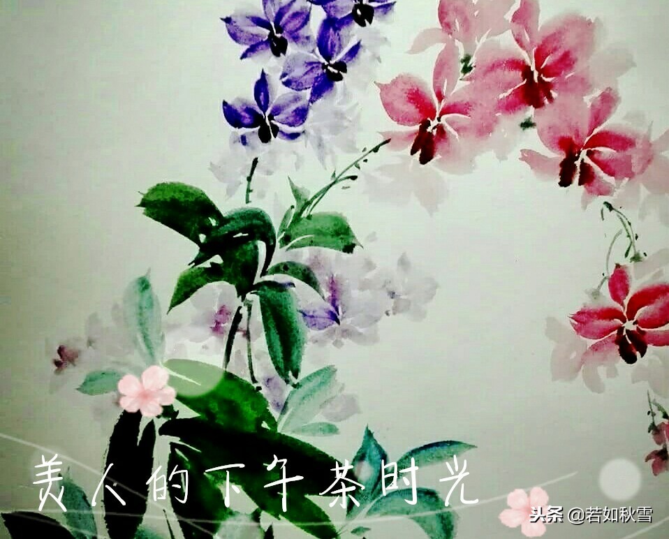 美人的下午茶：一棵开花的树