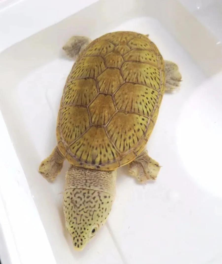 minimonster杭州,minimonster绘本