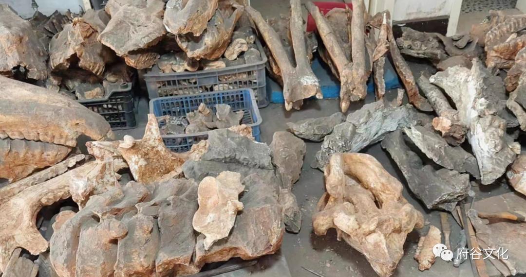 赵振清：龙的传人，龙骨情怀