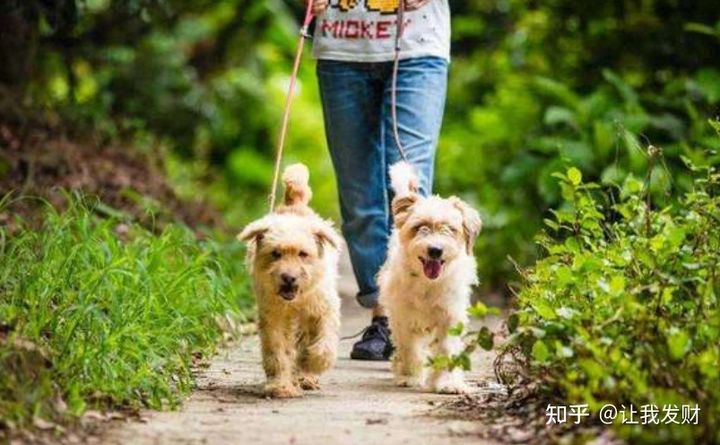 刚拿回来的幼犬排便时间,刚出生的幼犬拉奶瓣如何解决