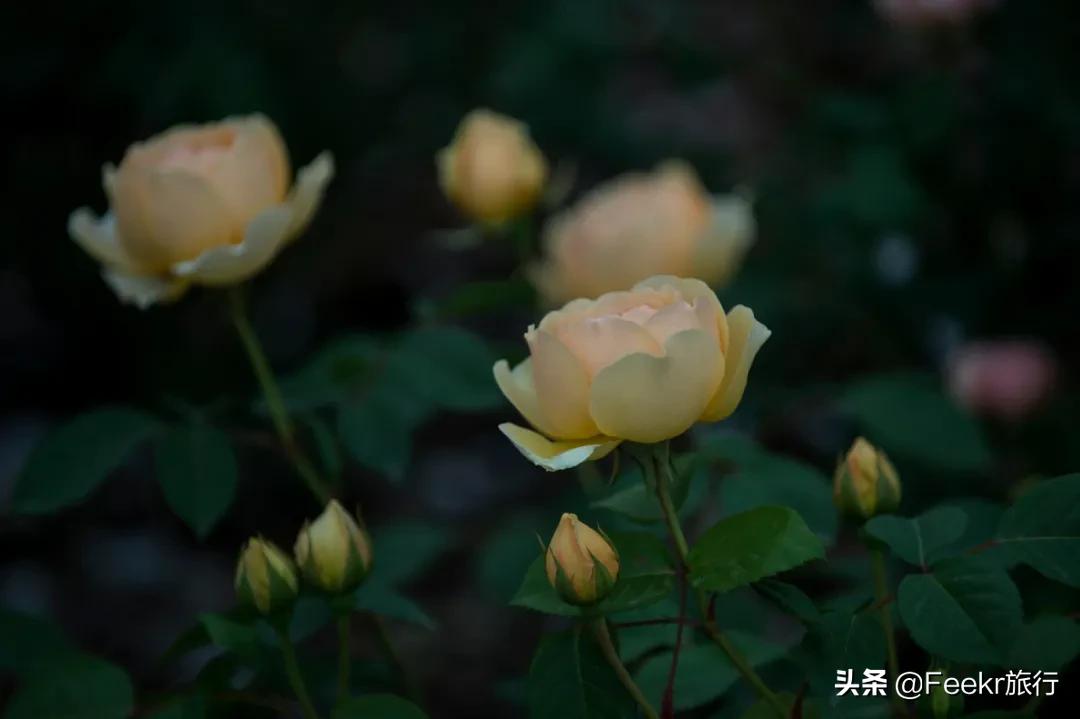 五一莫奈庄园一日游,五一不出游在家门口看风景