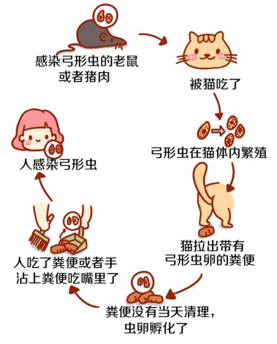 家有婴儿猫咪怎么办,家有宠物猫对婴儿有影响吗