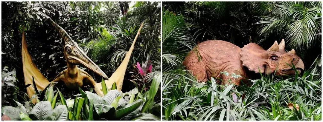 广州长隆动物园最全游玩攻略成人,去广州长隆野生动物园玩真实视频