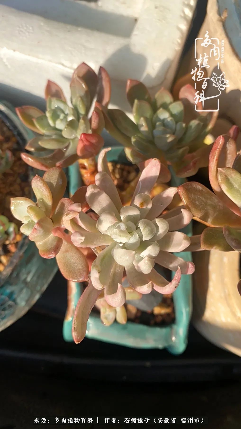 治愈系多肉：何以解忧，唯有多肉