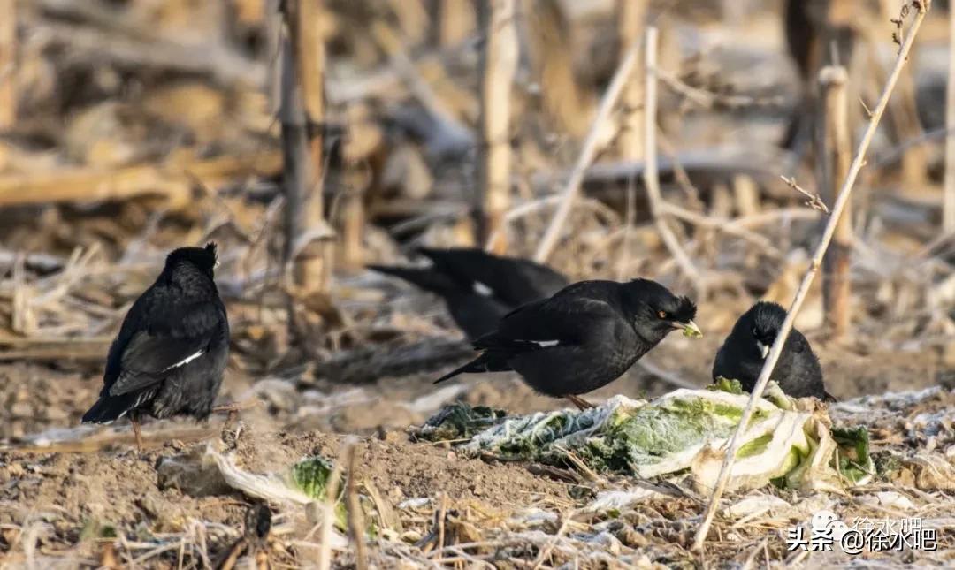 「徐水映像」换个角度看保定徐水,美