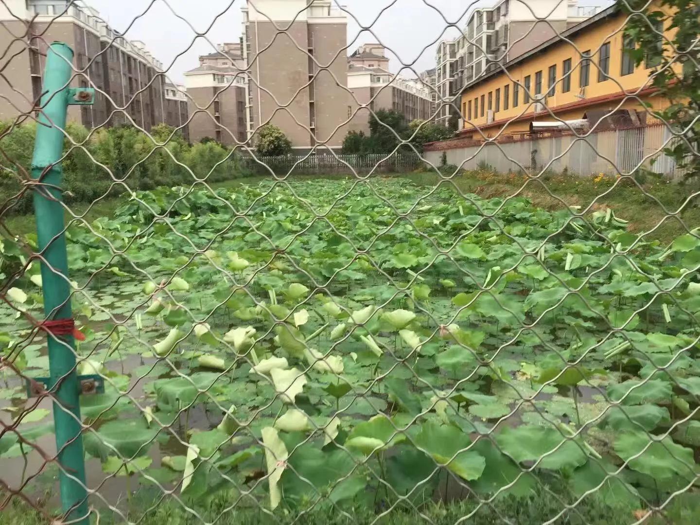 让孩子流连忘返的幼儿园,充满野趣的幼儿园