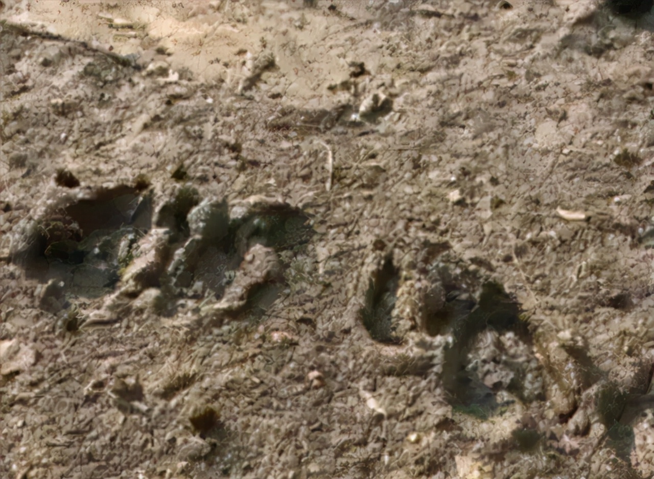 放羊娃马玉林，开创步法追踪技术破大案：逢案必去，每去必破