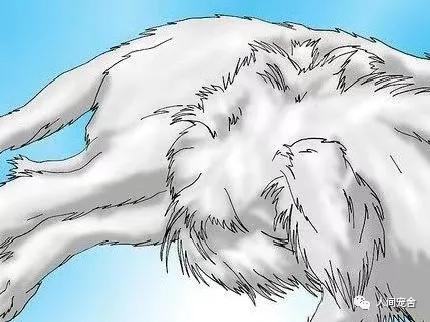 狗狗疥螨和疥癣的区别,判断狗狗得疥螨最简单的方法