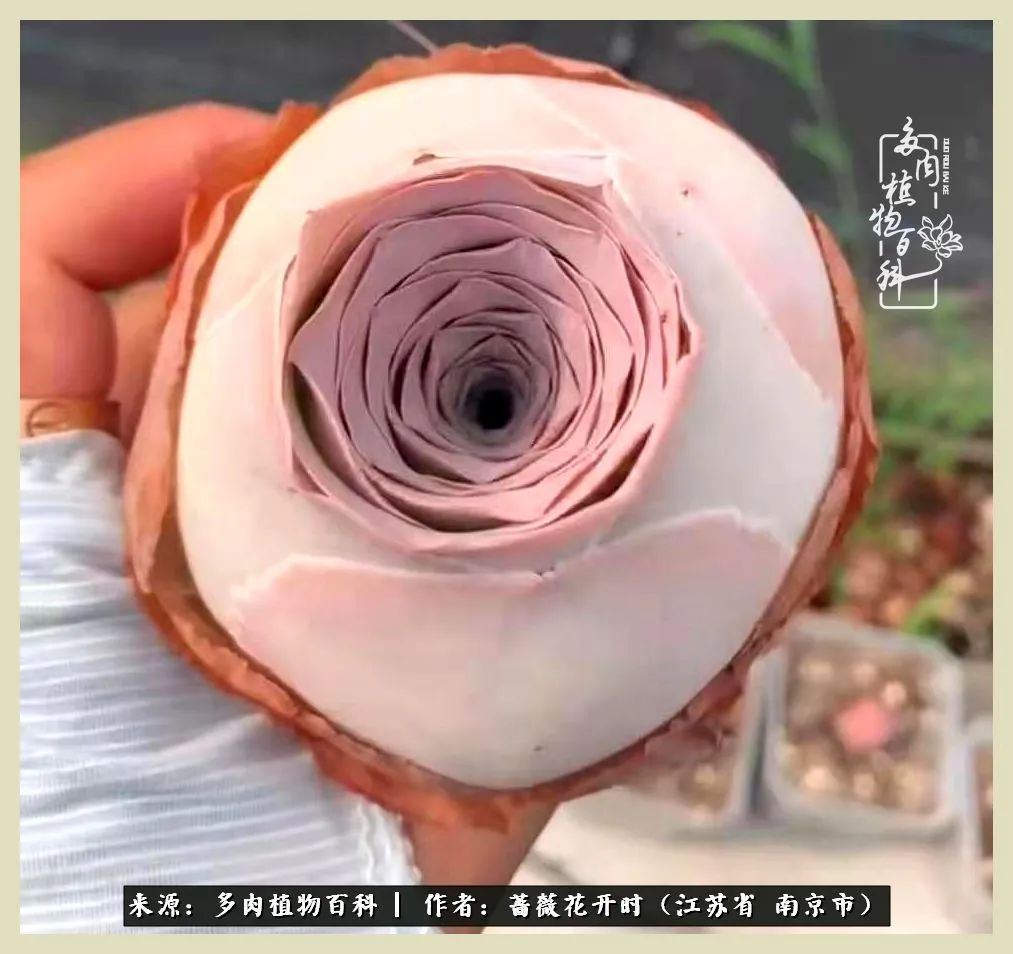 又见颜的妩媚，色的诱惑！这些山地玫瑰礼盒惊艳了眼眸