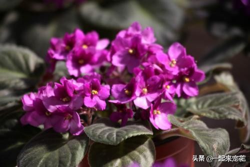 小菊花种子盆栽,怎么种菊花种子不用土