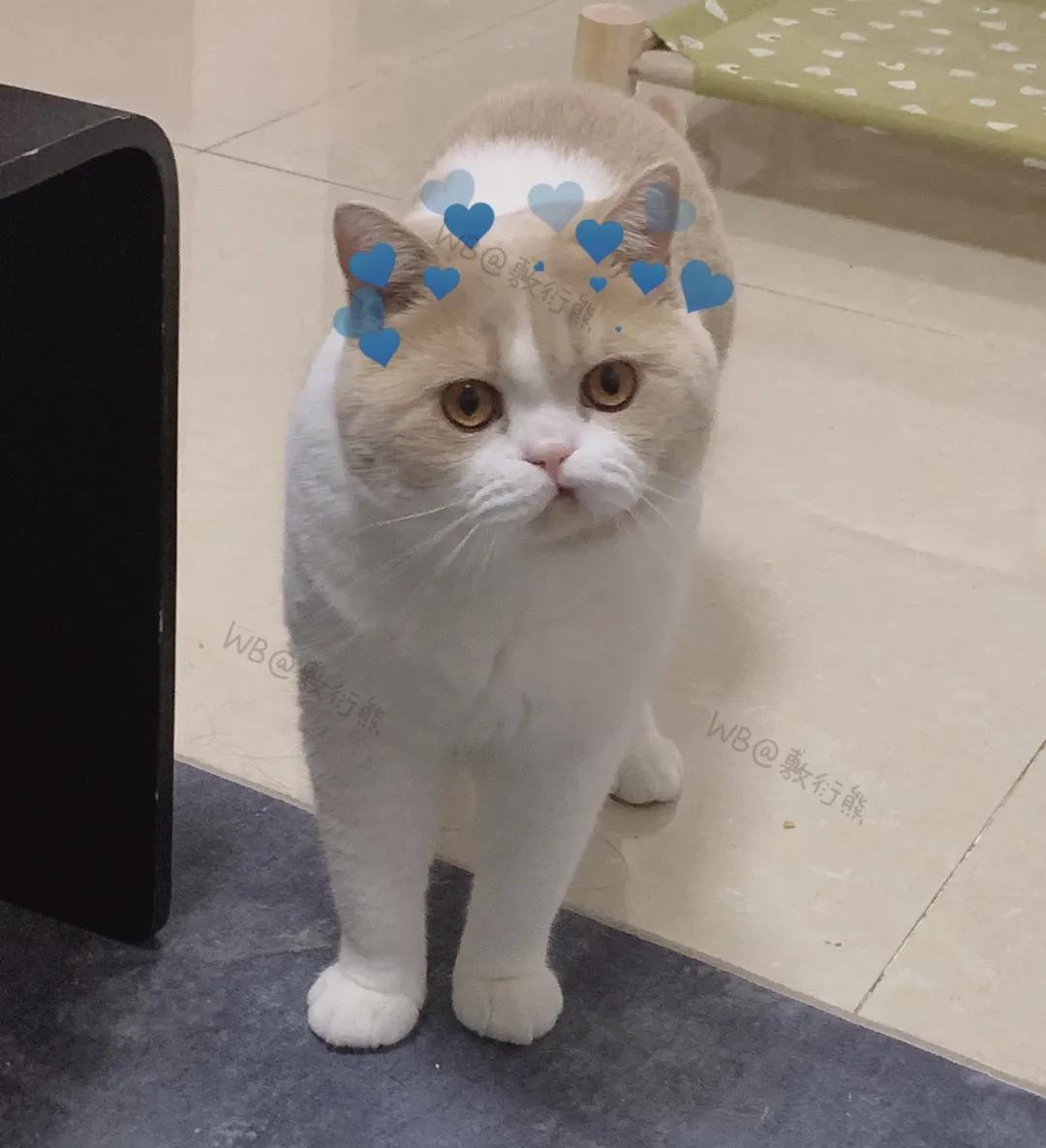 猫是只好猫,可被网友恶整后…哈哈哈没脸见人了