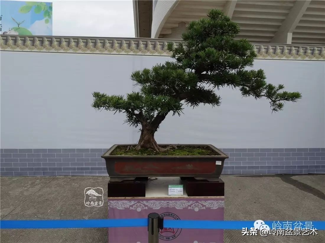 开运招财，非其莫属！清风雅韵，当之无愧！