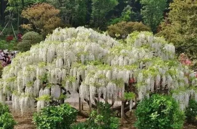 紫藤中最有名的品种叫什么名字,非常好种不需要太阳的紫藤品种