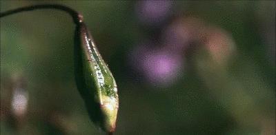 种子的传播方式有哪些和什么有关,种子传播的方式及其特征是什么