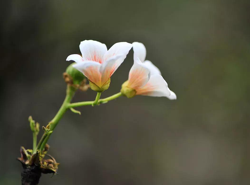 夏风吹来鸟语声,夏风吹来