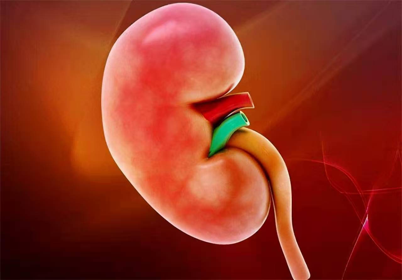 肾钙沉积危害及原因,肾钙盐沉着