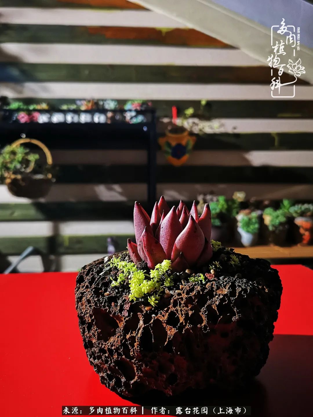 这6种多肉又粉又可爱萌翻少女心,粉粉萌萌的多肉有哪些