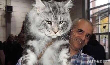 大型猫咪缅因猫疾病多吗,缅因猫