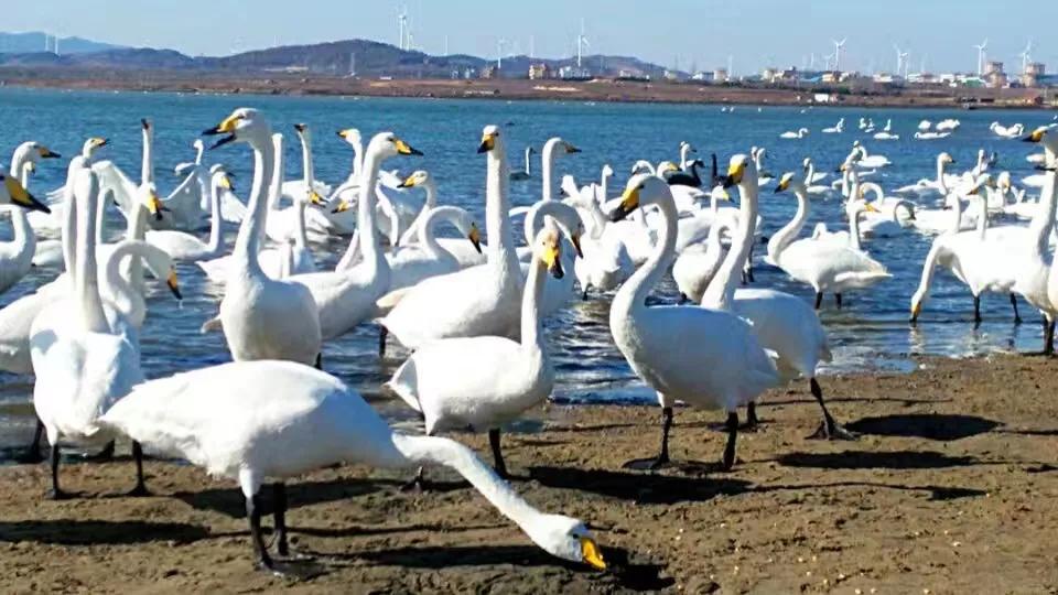 山东荣成定居好不好,外地人荣成落户条件