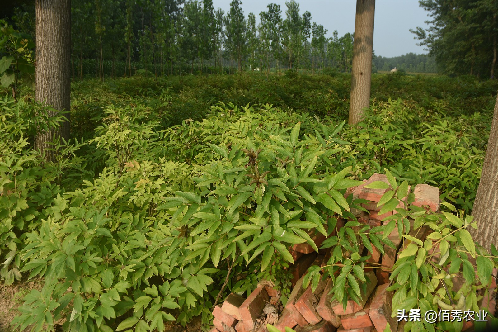茅台泡沫破灭会有什么后果,茅台酒炒作泡沫会破灭吗