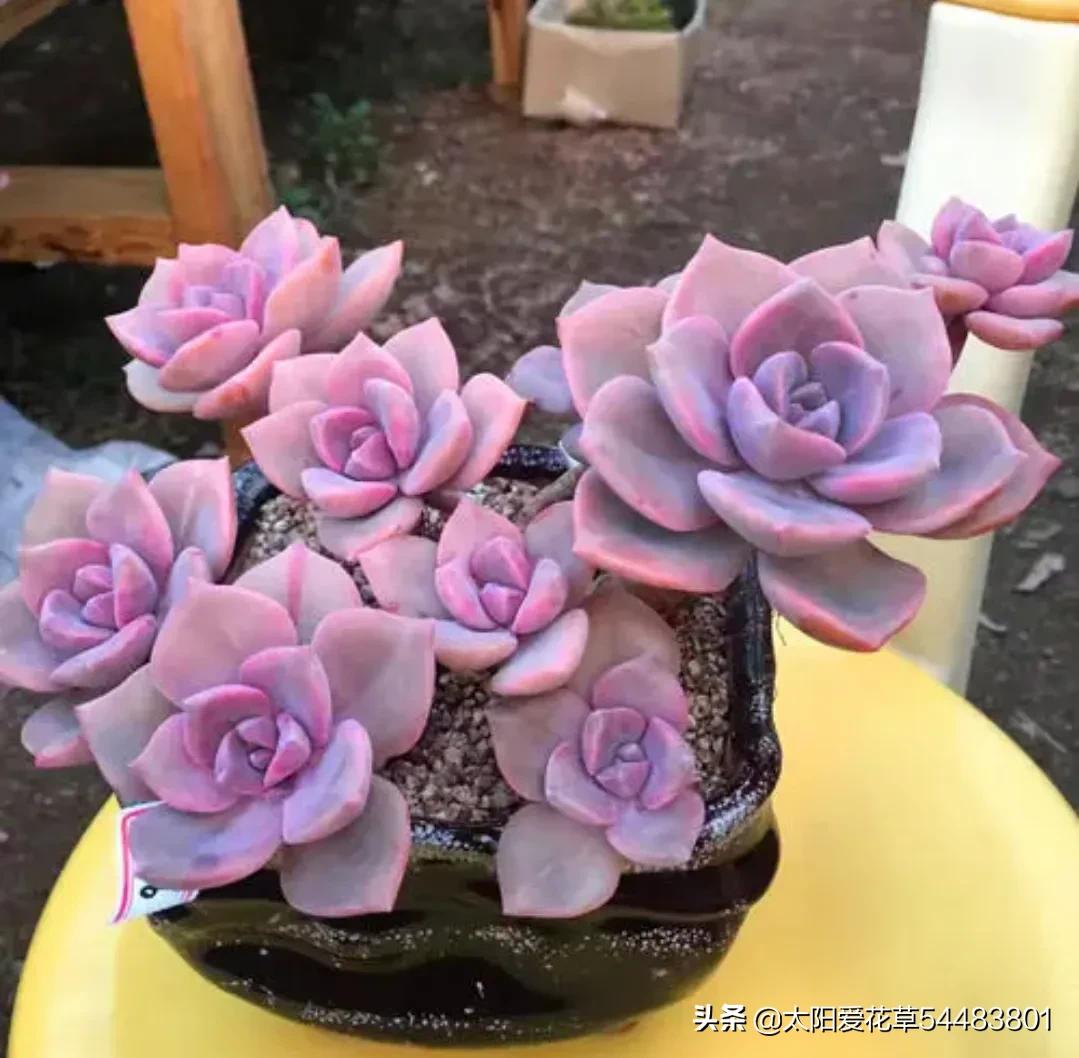 多肉小彩虹糖 (多肉糖果火祭)