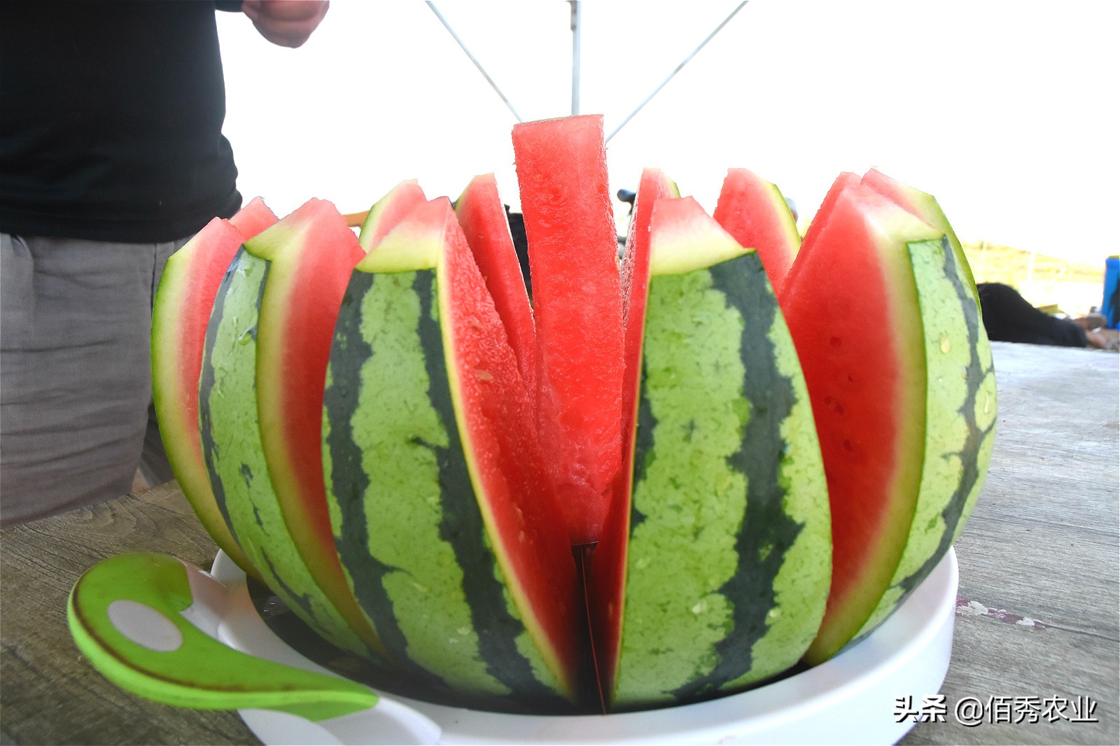 西瓜出售价格,西瓜特价1.5元一斤叫卖