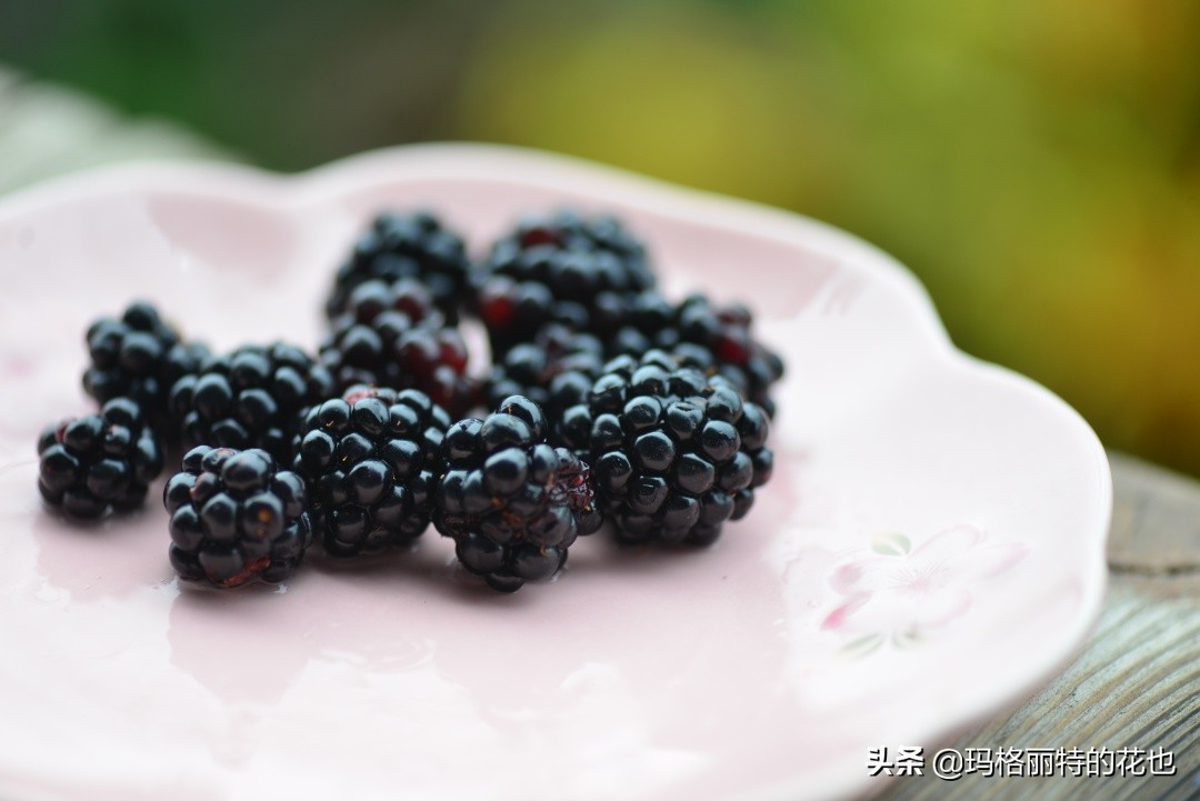 树莓在庭院怎么种植,树莓可在院子里种吗