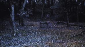 最让人难以看懂的日本恐怖片,盘点经典日本恐怖片