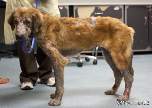 失去宠物痛心疾首,失去宠物痛哭