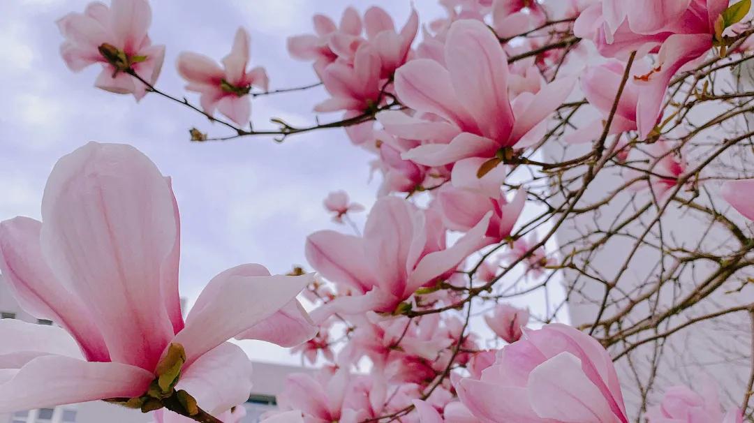 湖北国土资源职业学院单招报名费,湖北国土资源职业学院单招容易吗