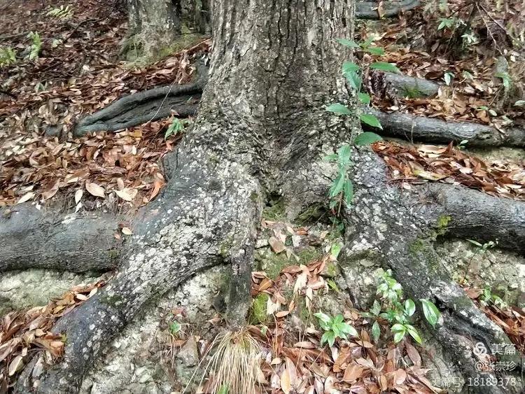 泰顺葛洋陶氏三兄弟修建的三条古道，等你来打卡～