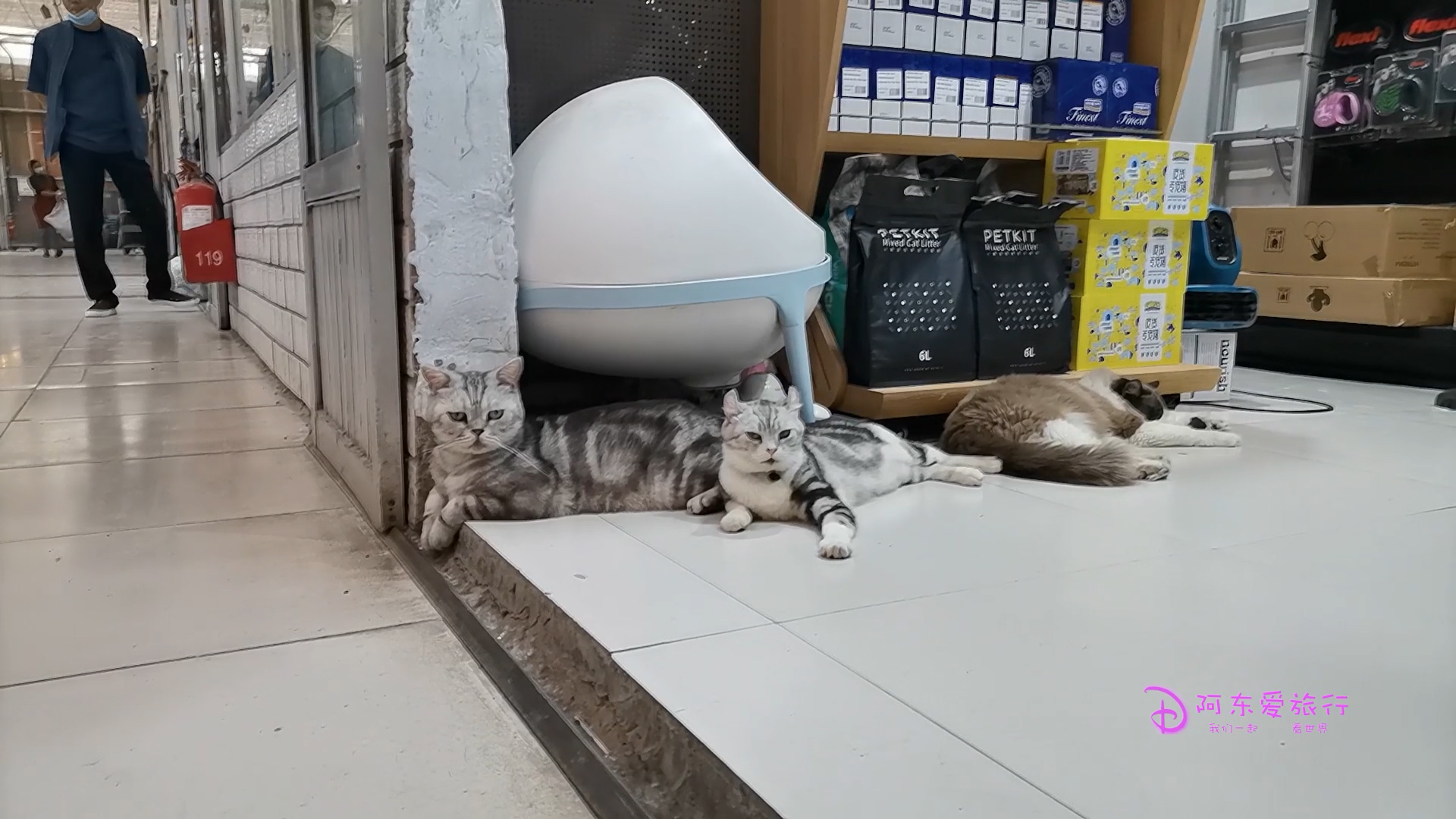 陈砦花卉交易市场，一个神奇的地方，里面不止卖花，逛了一整天！