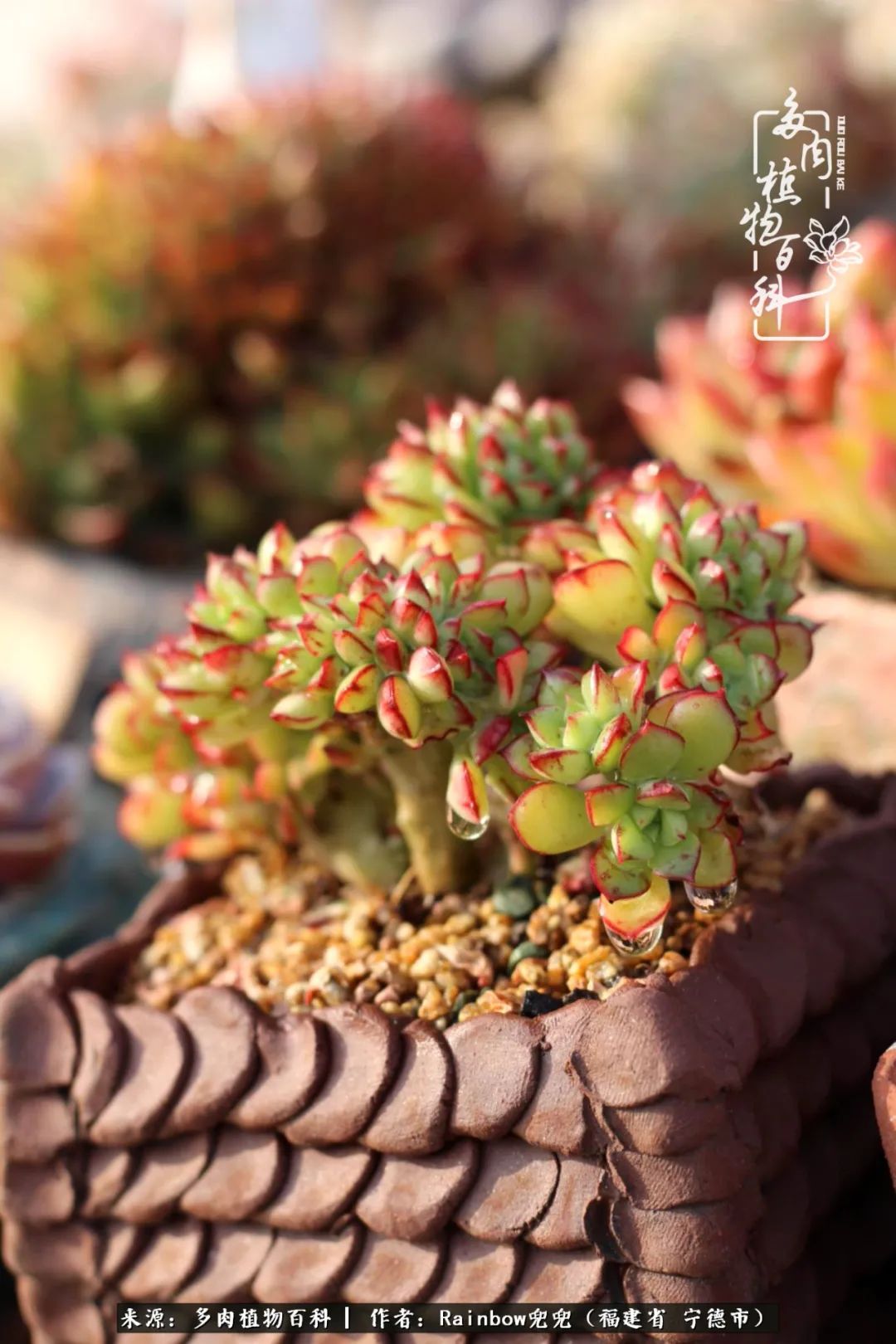 岁月无波澜余生不悲欢是啥意思,愿你岁月无波澜敬我余生无悲欢