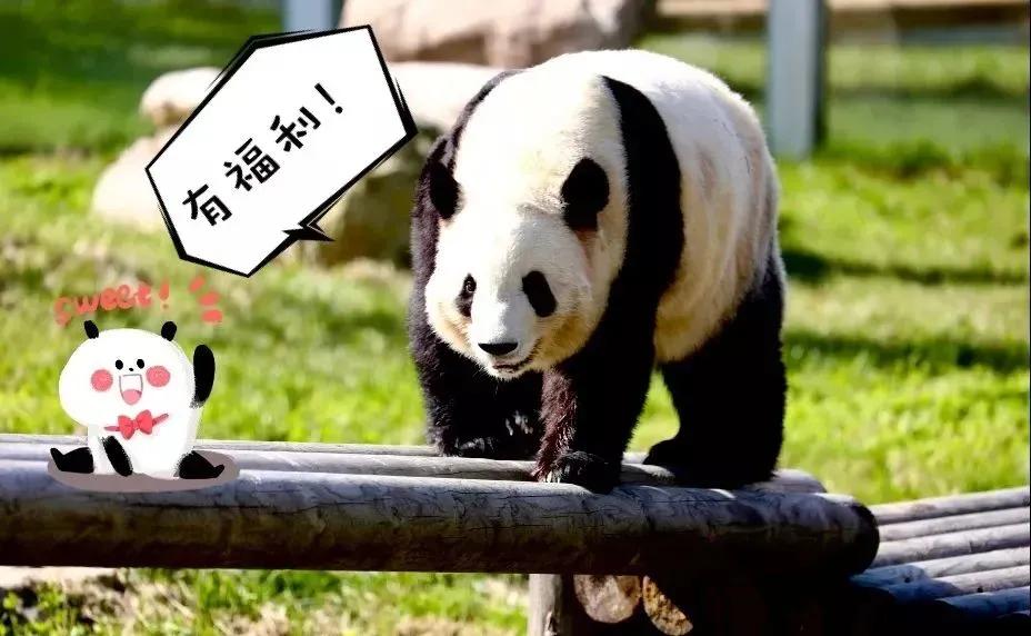 西安景区免票政策,西安市景点优惠政策元旦