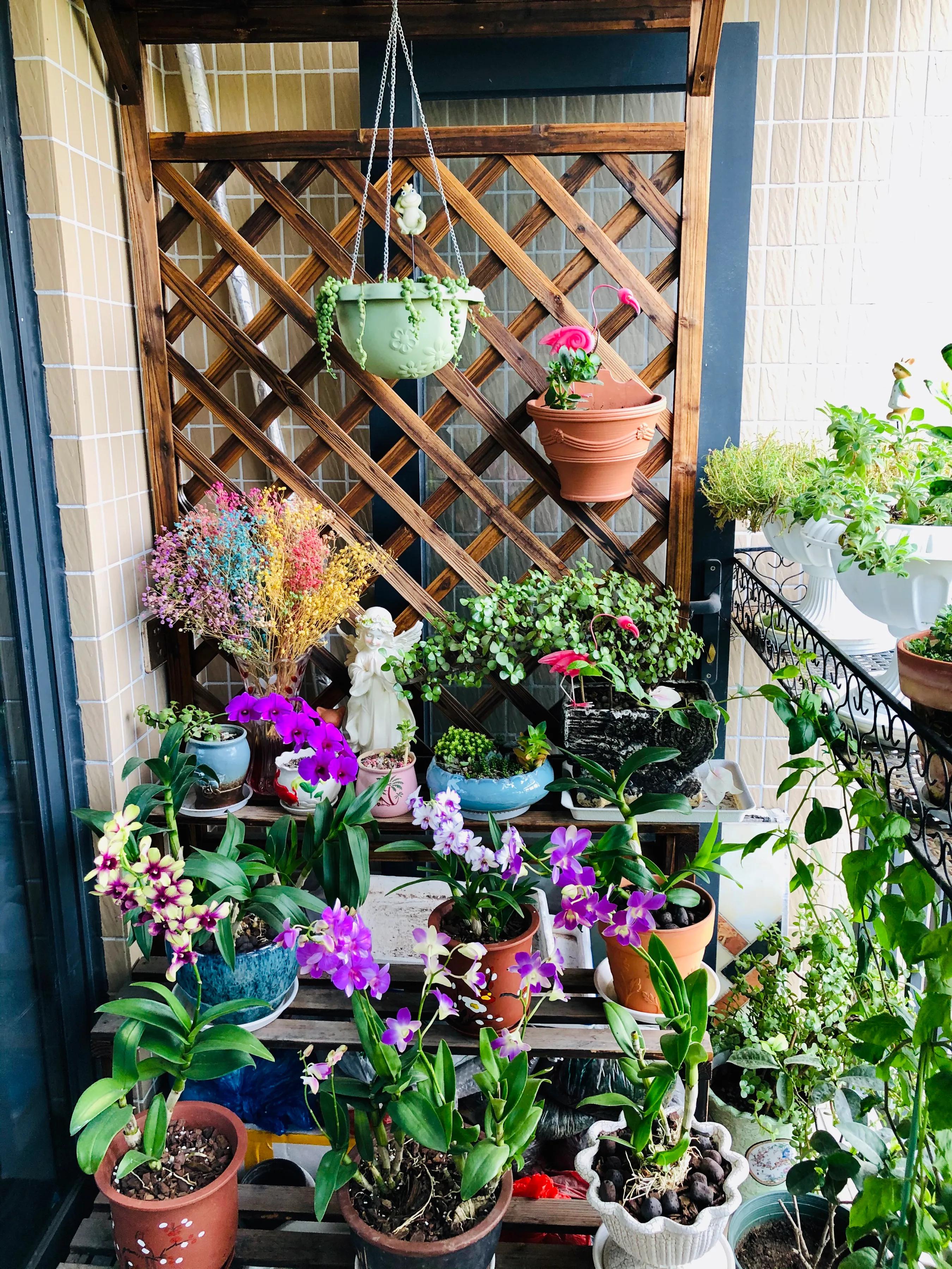 蝴蝶石斛兰怎么养,盆栽里长得像蝴蝶花的是什么花