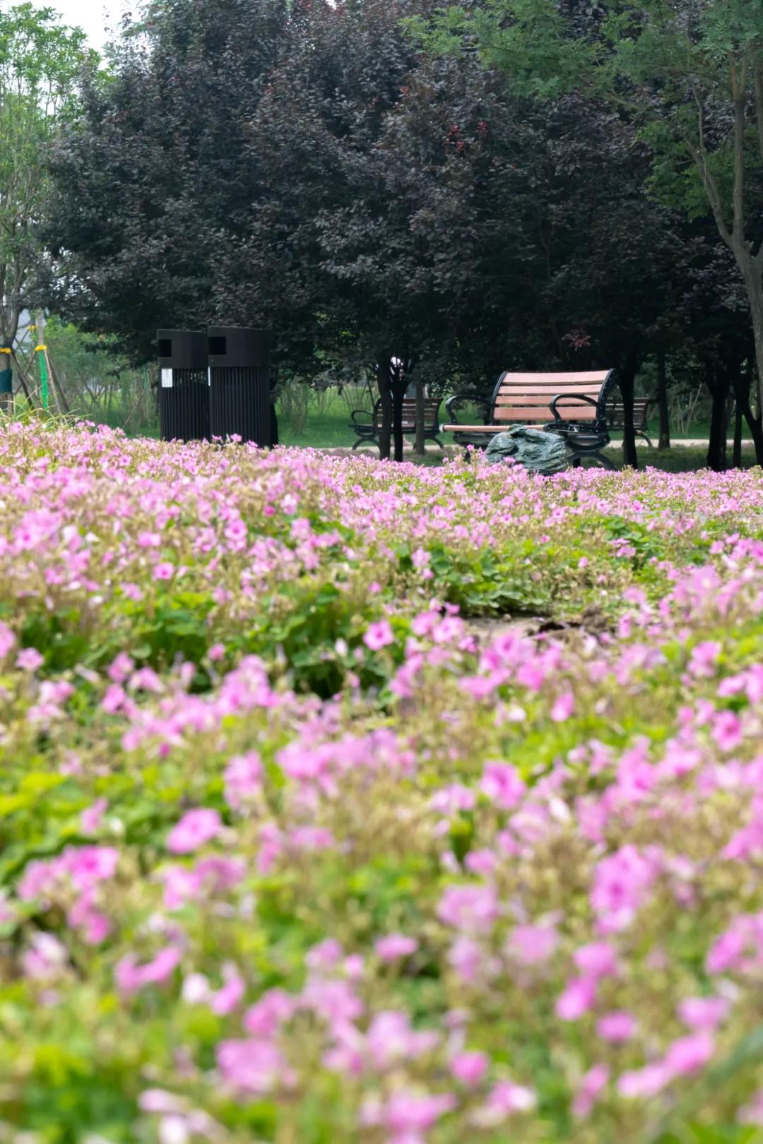 西安花海小森林,西安周边适合郊游野餐的地方